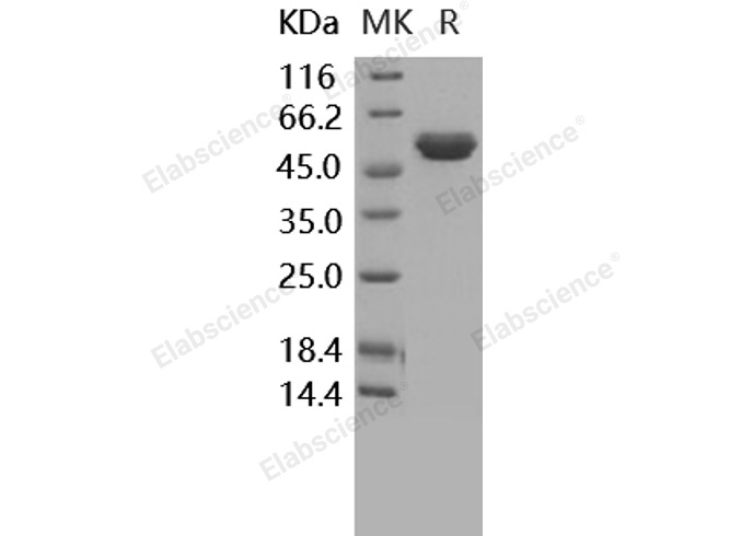 Валидация Elabscience PKSH030472(1391)