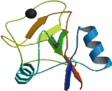 Selectin, Leukocyte (SELL) Selectin, Leukocyte (SELL)