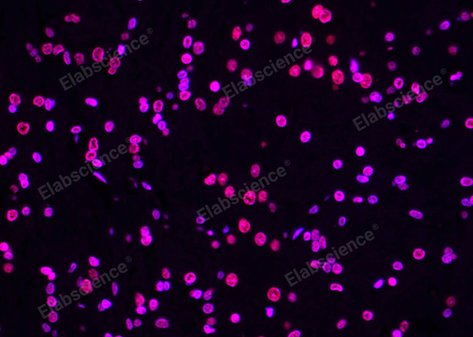 Валидация Elabscience E-CK-A322 - 96