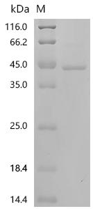 SDS-PAGE