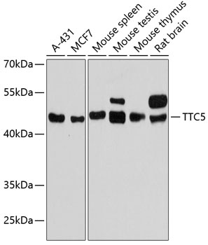 Валидация Elabscience E-AB-90620