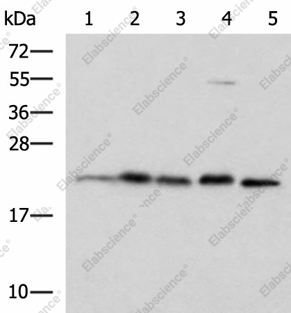 Вестерн-блоттинг, HPCAL1, клетки A172, HepG2, HeLa и ткань мозга крысы и мыши