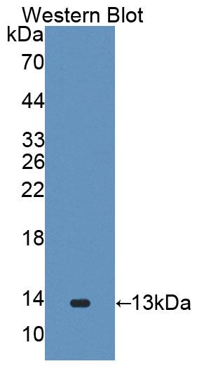 59560
