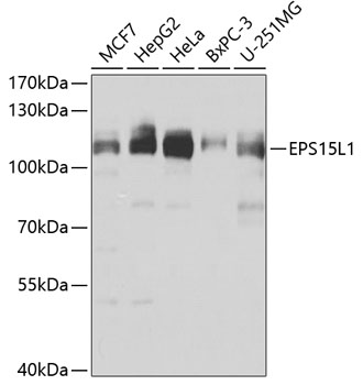 Валидация Elabscience E-AB-63155