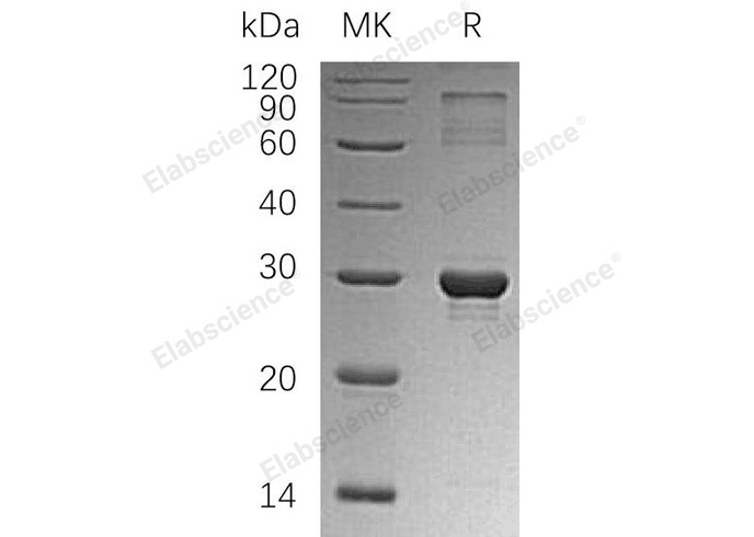 Валидация Elabscience PKSH032542(2999)