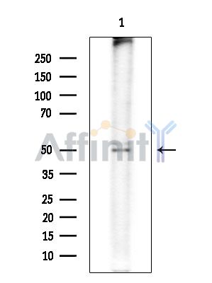 Валидация Affinity DF14242 - 10091