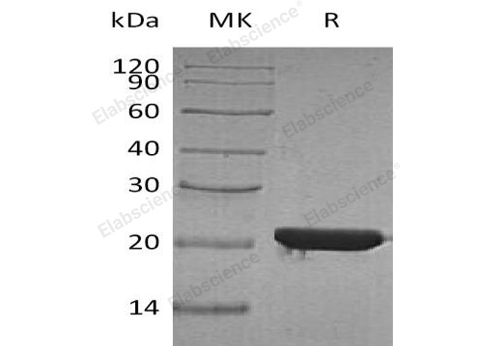 Валидация Elabscience PKSH032424(2903)