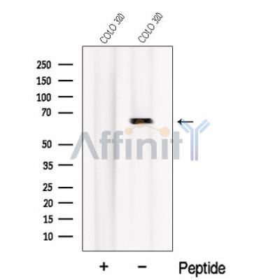 Валидация Affinity DF12678 - 7335