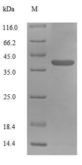 SDS-PAGE