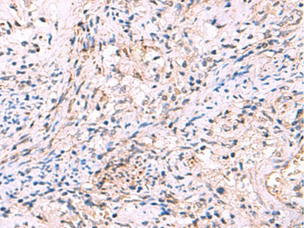 Валидация Elabscience E-AB-52025