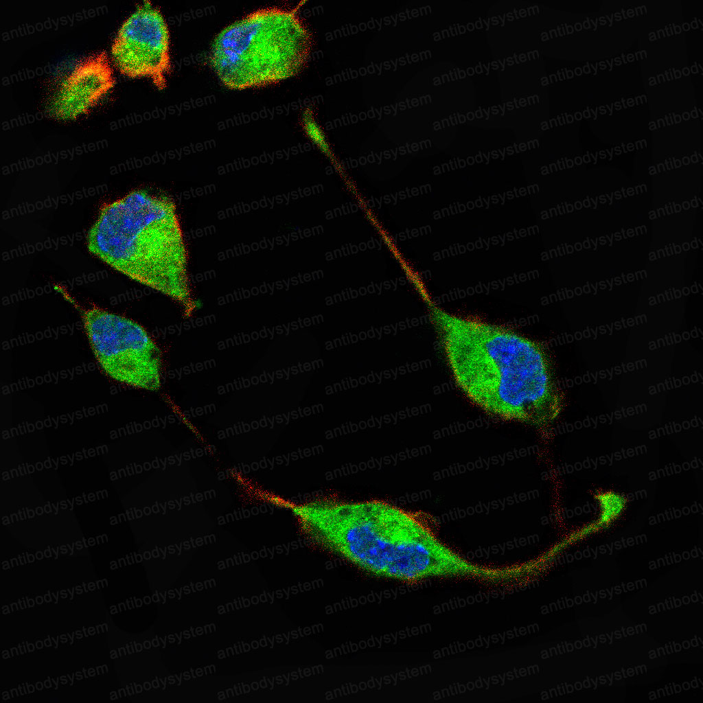 Валидация IF - AntibodySystem RHJ04003