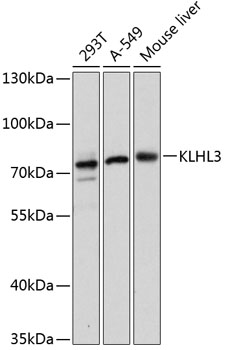 Валидация Elabscience E-AB-66137