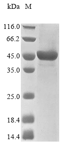 SDS-PAGE