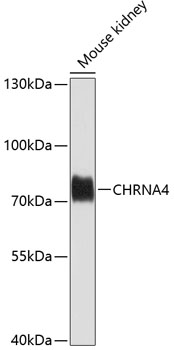 Валидация Elabscience E-AB-62040