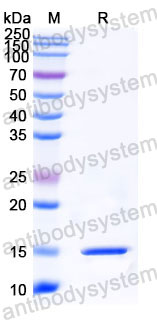 Валидация SDS-PAGE - AntibodySystem RHA42301