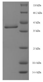 SDS-PAGE
