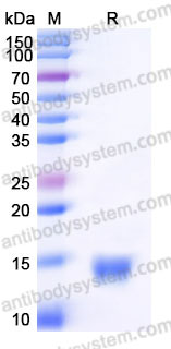YHB93404, SDS-PAGE