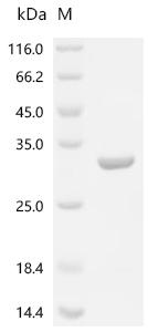 SDS-PAGE