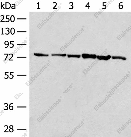 Вестерн-блоттинг, TCF25, клетки 293T и K562