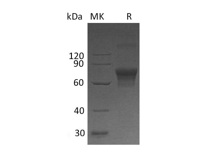 Валидация Elabscience PKSH033096(3460)