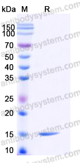 AHD85402, SDS-PAGE
