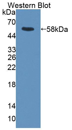 52956