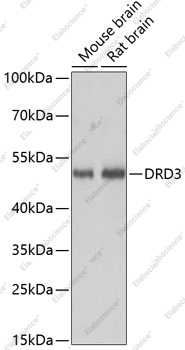 Вестерн-блоттинг, DRD3, различные клеточные линии