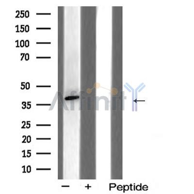 Валидация Affinity AF5406 - 3052