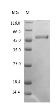 SDS-PAGE