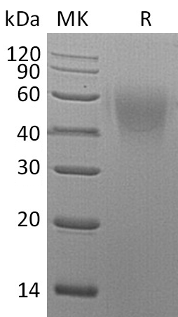 Валидация Elabscience PKSM041272(5168)