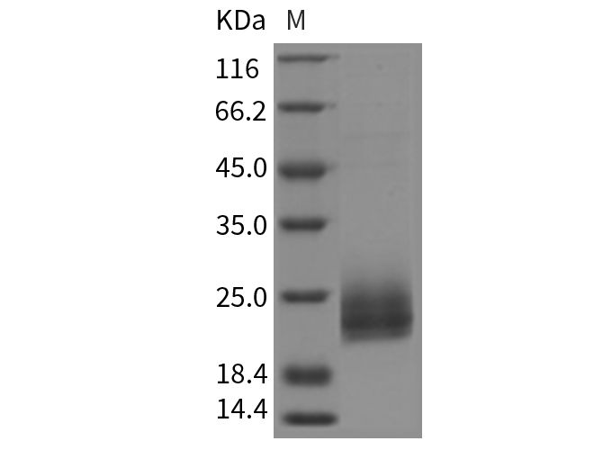 Валидация Elabscience PKSR030149(5516)