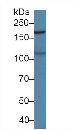 10338