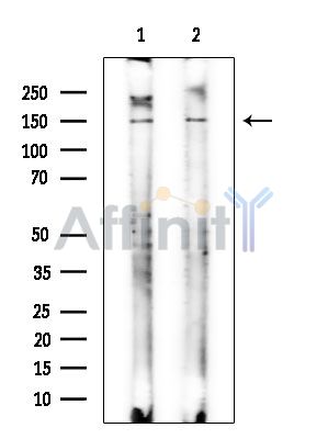 Валидация Affinity AF6506 - 3838