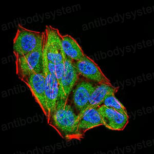 Валидация IF - AntibodySystem RHG96902