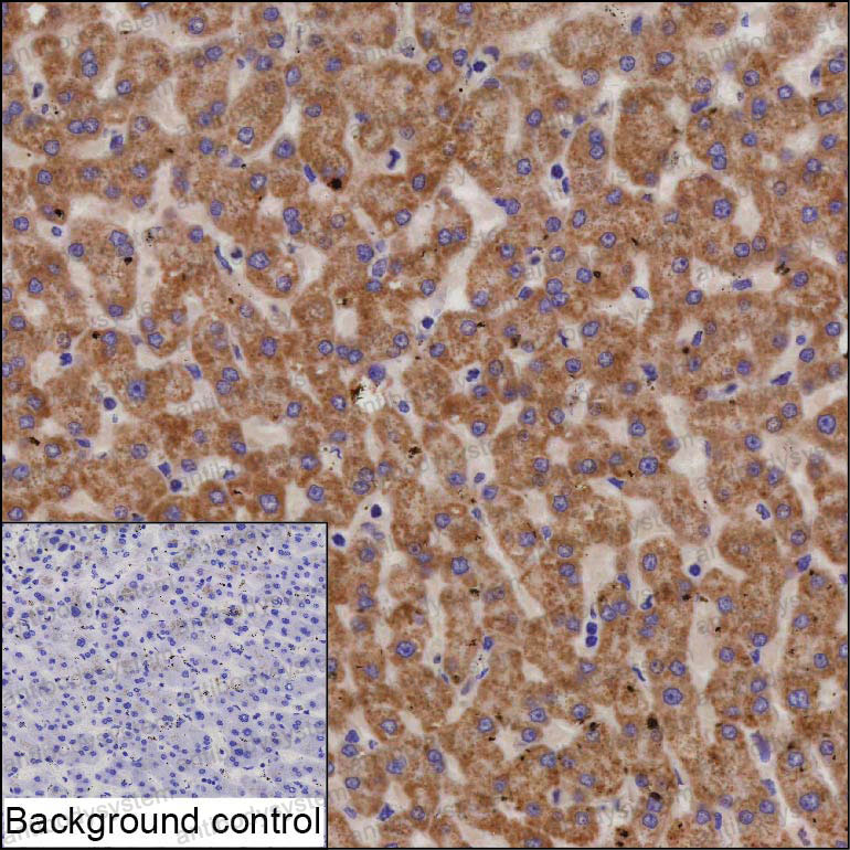 Валидация AntibodySystem RHD51002