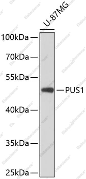 Вестерн-блоттинг, PUS1, клетки U-87MG
