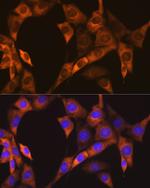 Валидация AssayVector ARM2162(3510)