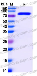 AHG78902, SDS-PAGE