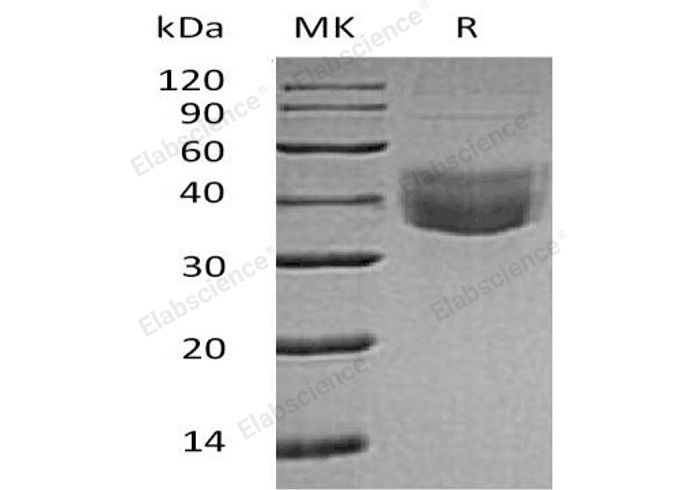 Валидация Elabscience PKSH032256(2762)