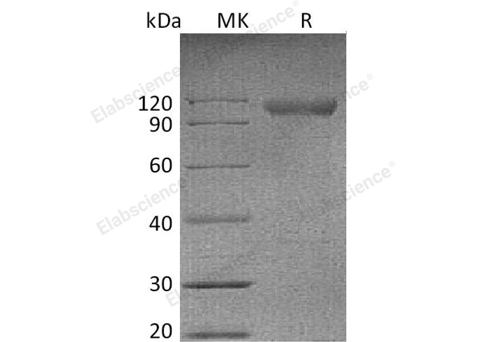 Валидация Elabscience PKSM041118(5035)