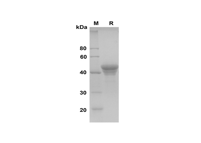 Валидация Elabscience PDMH100325(937)