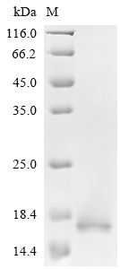 SDS-PAGE