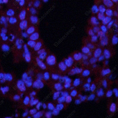 Иммунофлуоресценция, Phospho-CREB1 (Ser133), ткань легкого мыши