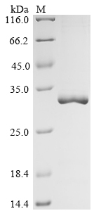 SDS-PAGE