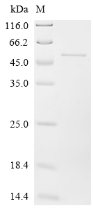 SDS-PAGE