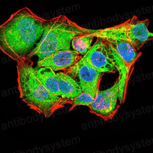 Валидация IF - AntibodySystem RHJ80803