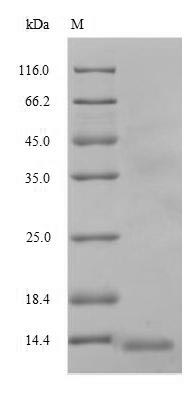 SDS-PAGE