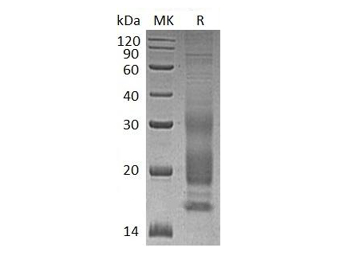 Валидация Elabscience PKSH033205(3554)