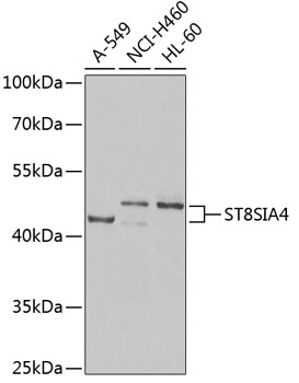 Валидация Elabscience E-AB-62956