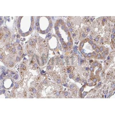 Валидация Affinity AF5183 - 2616